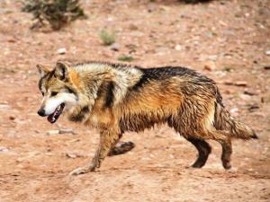 Mexicanwolf2