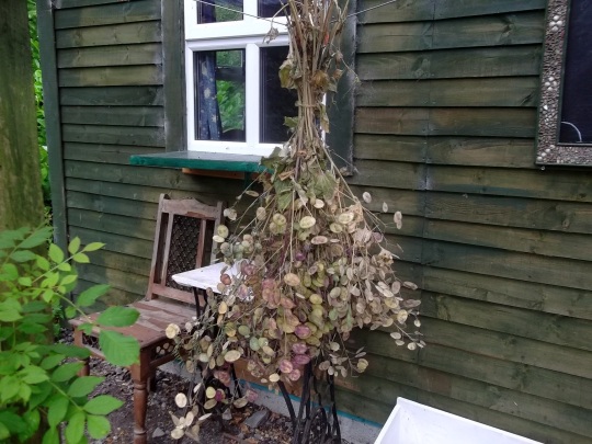 Lunaria seeds drying on the veranda of the Lodge